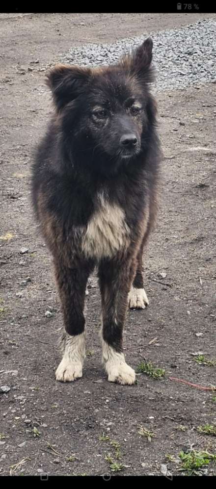 Hundetreffen-Spielpartner gesucht-Profilbild