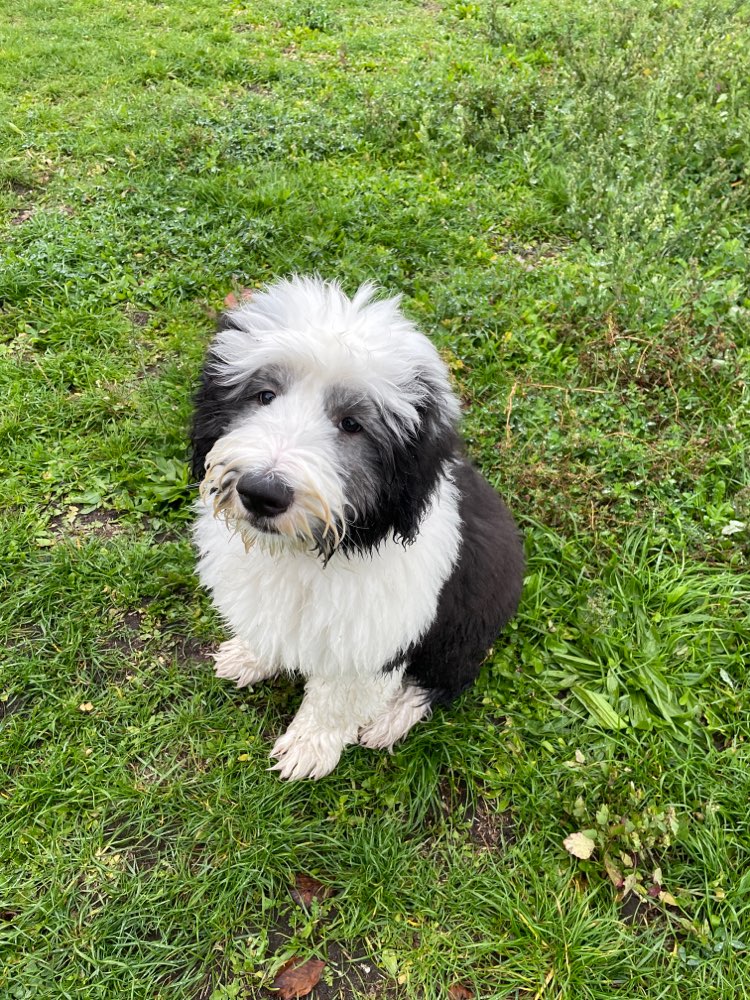 Hundetreffen-Welpentreff Blankensteinpark-Profilbild