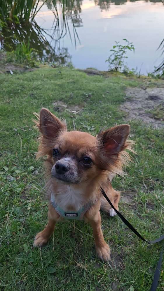 Hundetreffen-Hailey sucht kleine Freunde zum Spielen und Gassi gehen-Profilbild