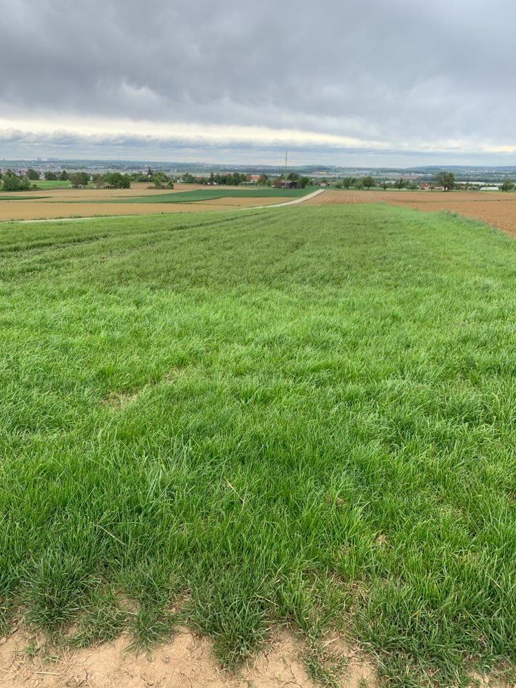 Giftköder-Frisch gedüngtes Feld - Vergiftungsgefahr-Profilbild