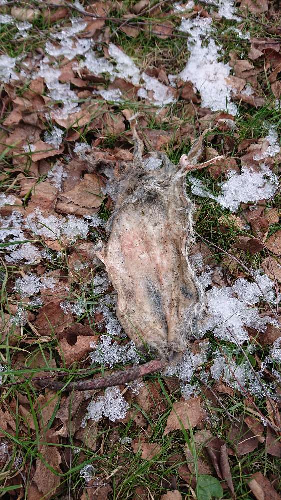 Giftköder-Rattenkadaver-Profilbild