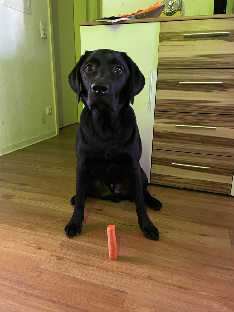 Hundetreffen-Gassi gehen oder Spielen lassen-Profilbild