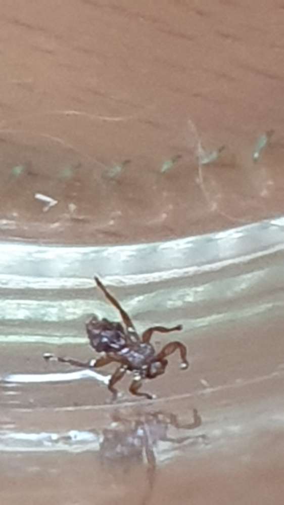 Giftköder-Hirschlausfliege-Profilbild