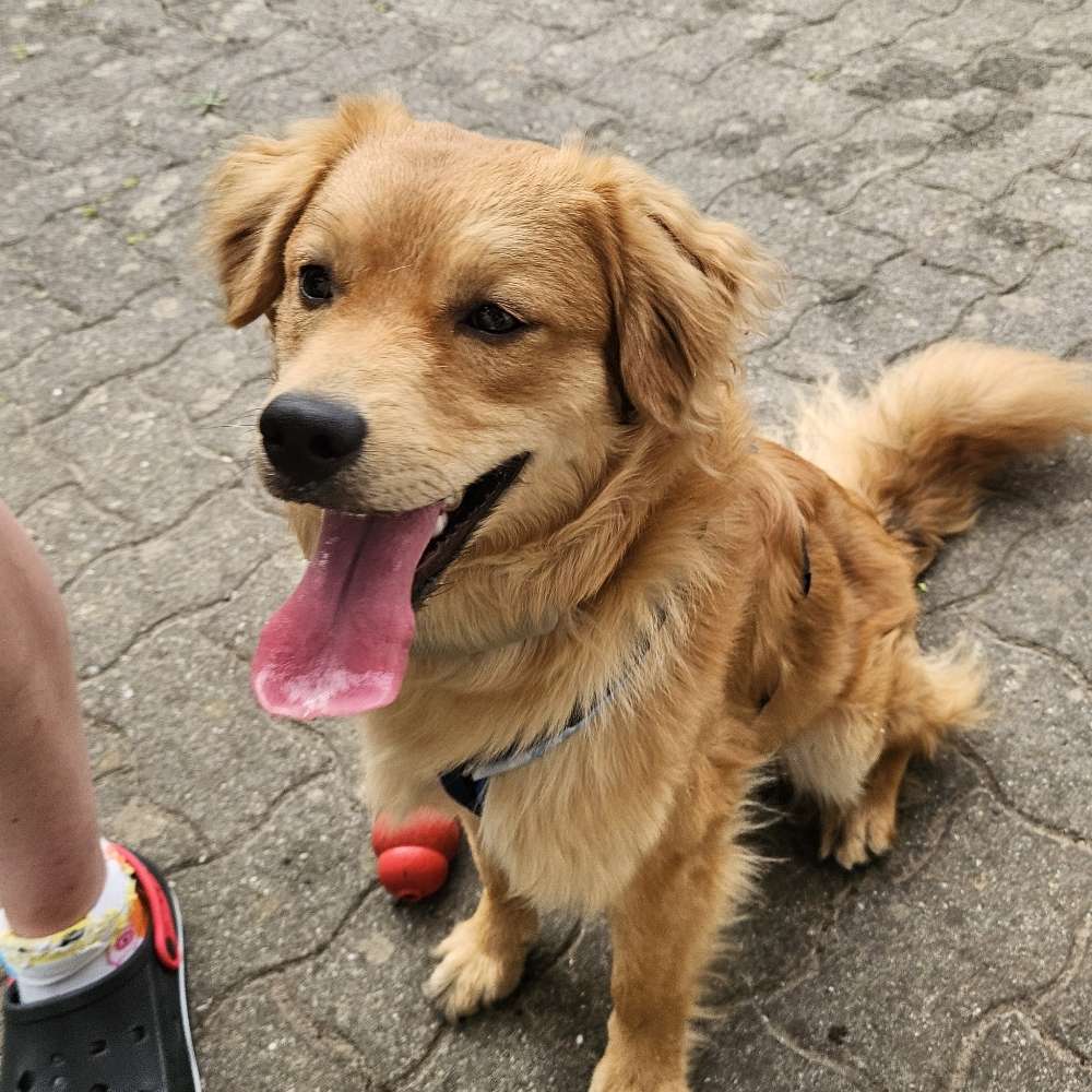 Hundetreffen-Begegnungen trainieren-Profilbild