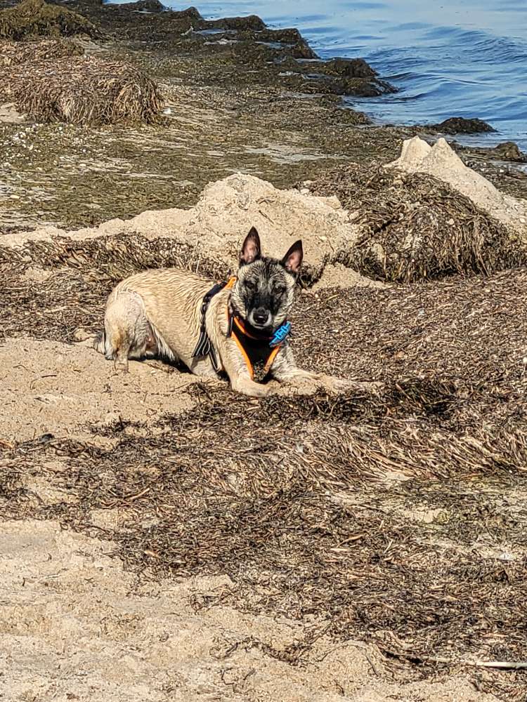 Hundetreffen-Durch die Felder-Profilbild