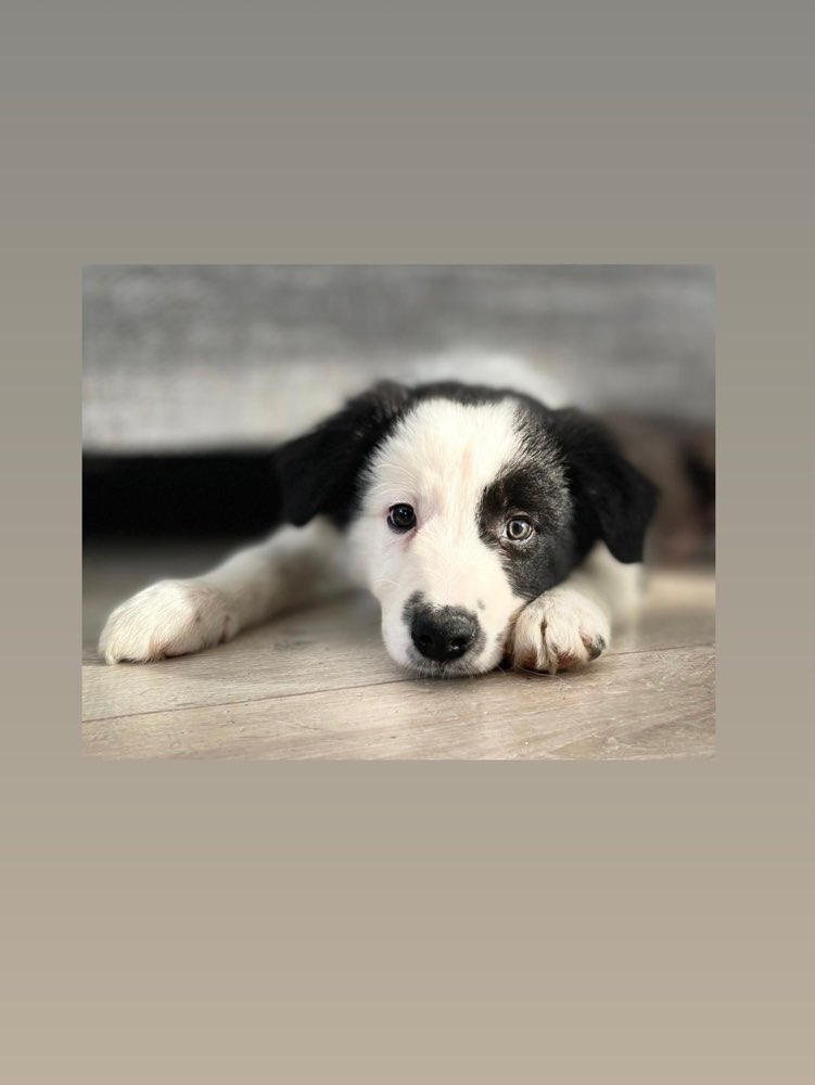 Hundetreffen-Welpentreffen in Dallgow-Profilbild