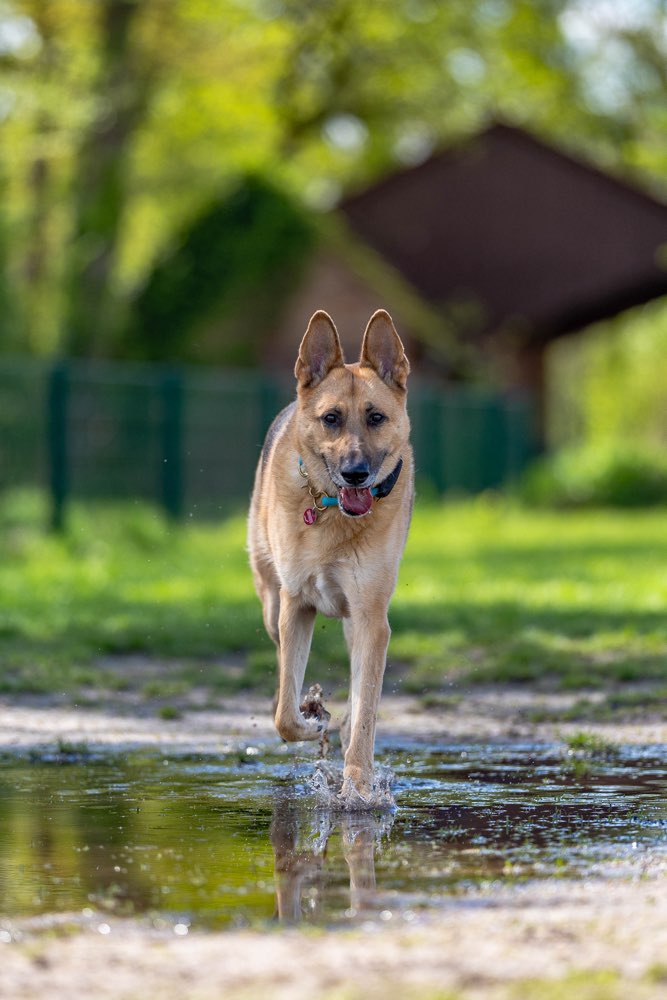 Hundetreffen-Sozialkontakte & Gassirunde-Profilbild