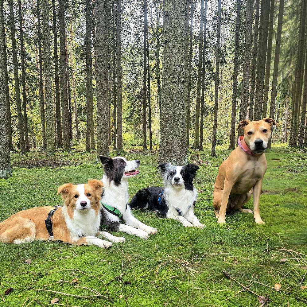 Hundetreffen-Gemeinsame Gassi-, Spiel- und Trainingsrunden-Profilbild