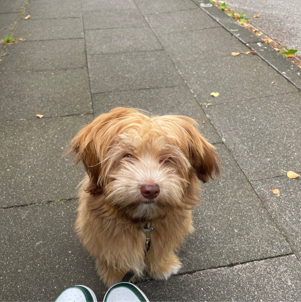 Hundetreffen-Gemeinsames Gassi gehen mit kleinen Hunden-Profilbild