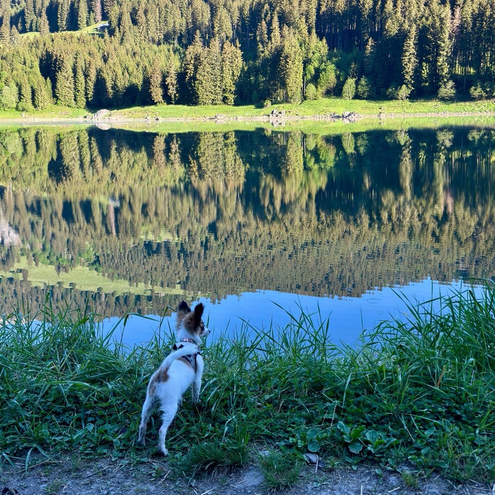 Hundetreffen-Kleinhunde Gassirunde-Profilbild