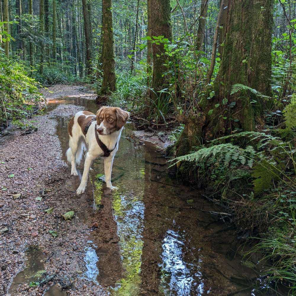 Hundetreffen-PAUSIERT- gemeinsamer Spaziergang-Profilbild