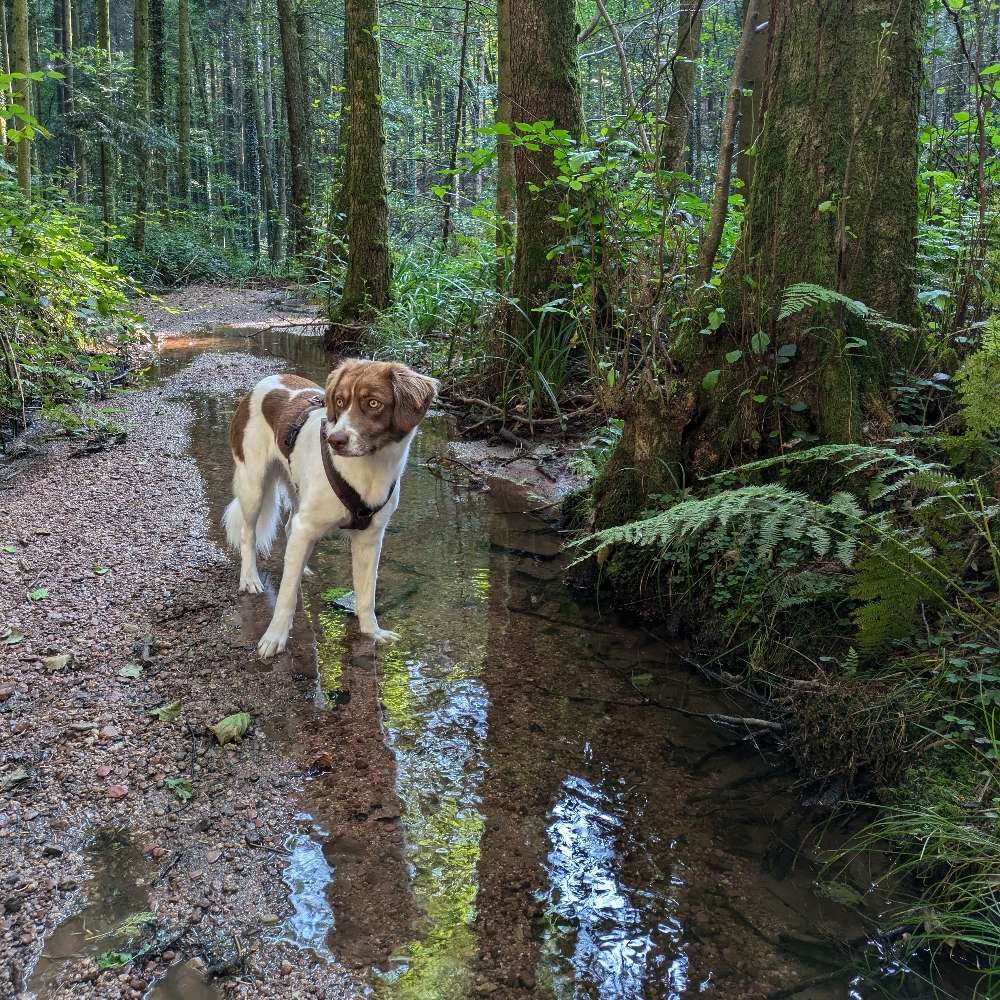 Hundetreffen-Gemeinsamer Spaziergang-Profilbild