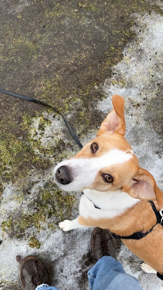 Hundetreffen-Spiel- und Spaziergang‘s Begleitung gesucht-Profilbild
