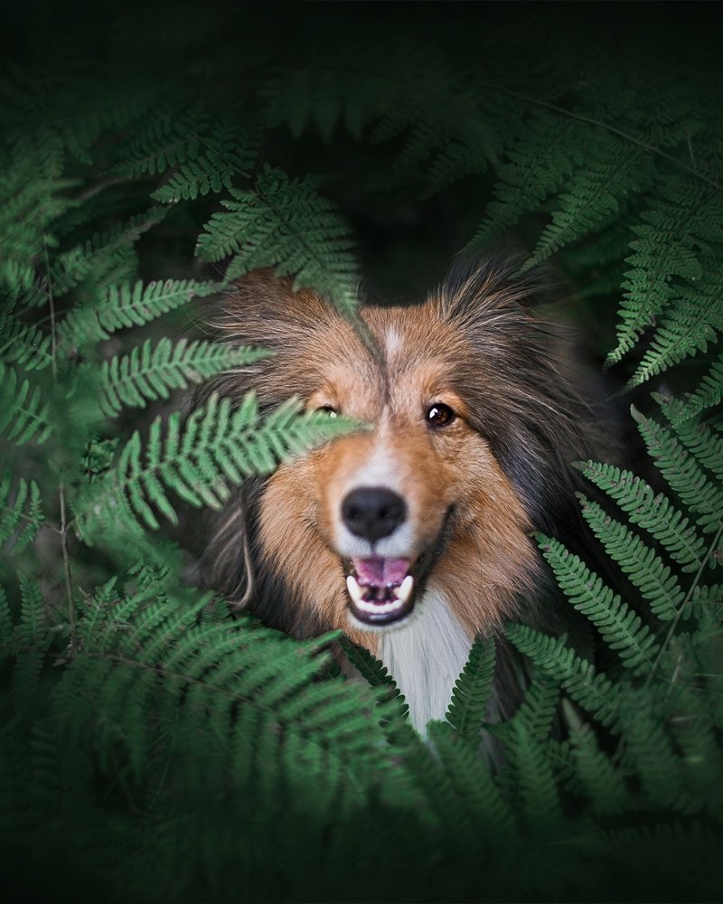 Hundetreffen-Fotowalks Gratis Regensburg + Umkreis-Profilbild