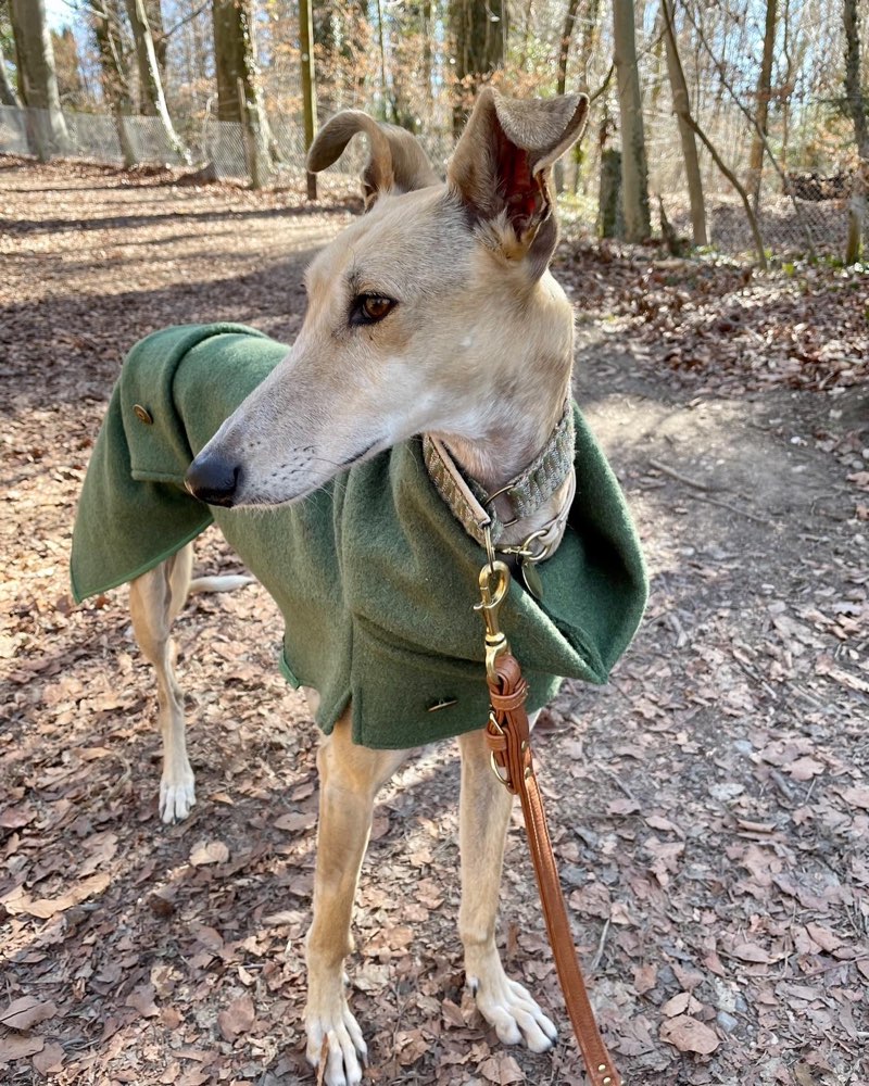 Hundetreffen-Flitzpartner gesucht-Profilbild