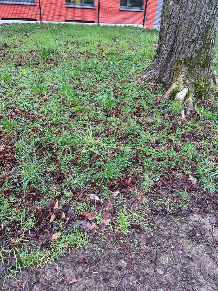 Giftköder-altes Fleisch im Laub-Profilbild