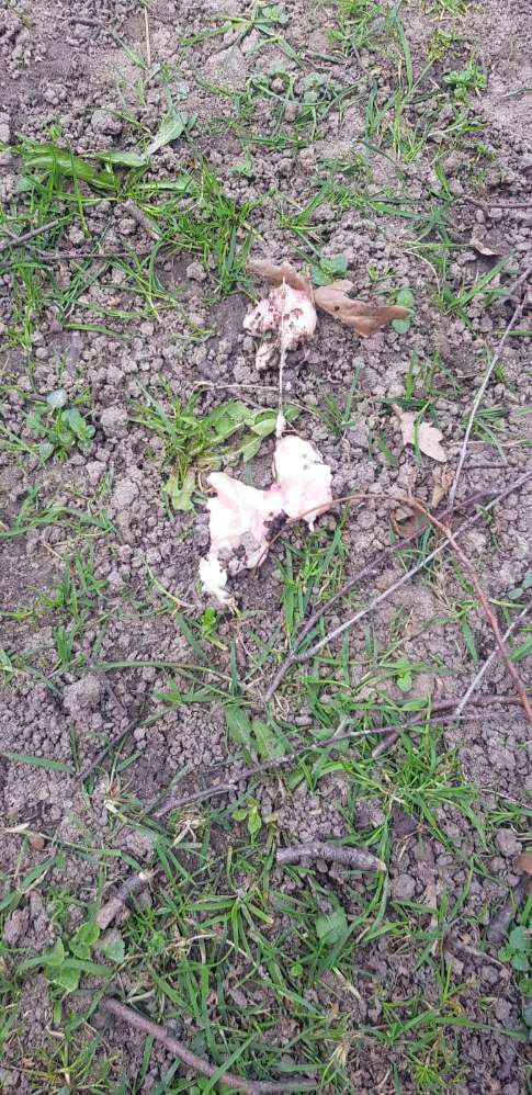 Giftköder-Rohe Fleischstücke mit Knochen/Sehnen-Profilbild