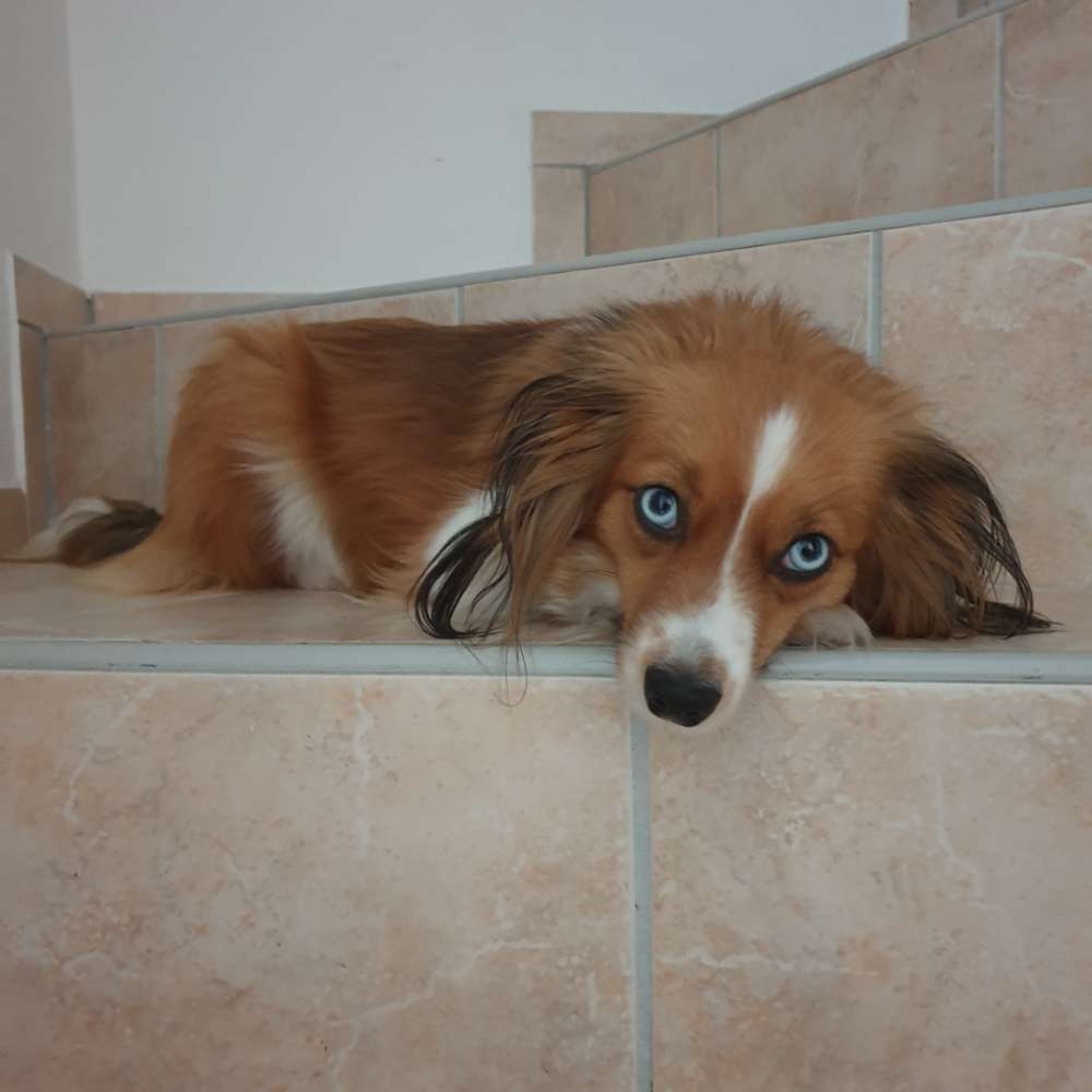 Hundetreffen-Spielfreunde in der Nähe gesucht-Profilbild