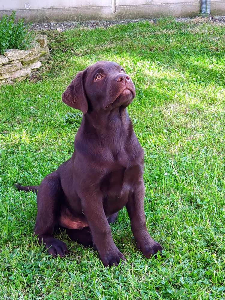 Hundetreffen-Welpentreffen in Pressbaum-Profilbild