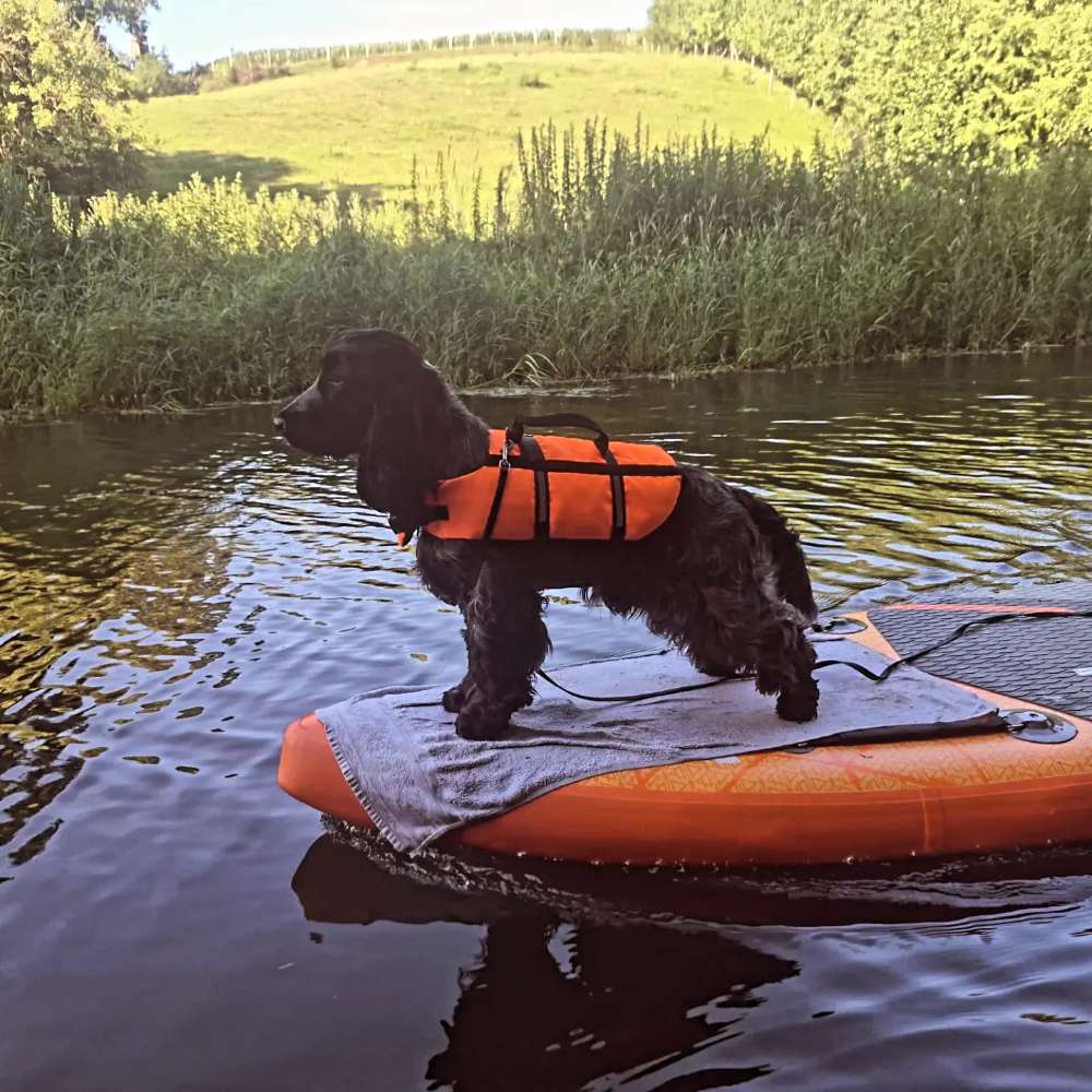 Hundetreffen-Hundekumpel gesucht-Profilbild