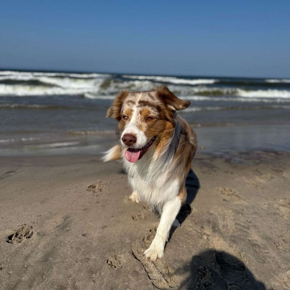 Hundetreffen-Social Walk-Profilbild