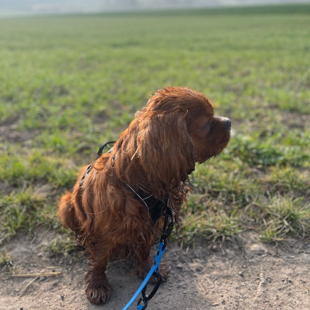 Hundetreffen-Social Walks/Sozialtreffen gesucht-Profilbild
