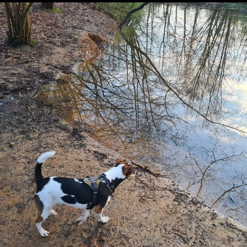 Hundetreffen-Jungspunde die gerne spielen und toben-Profilbild