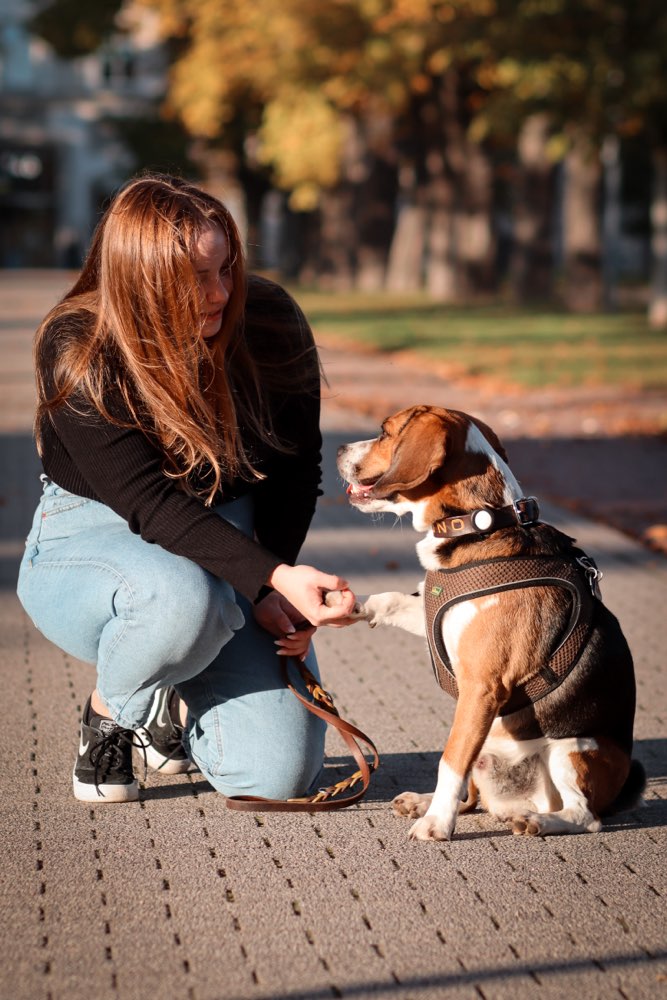 Hundetreffen-Trainingspartner gesucht-Profilbild