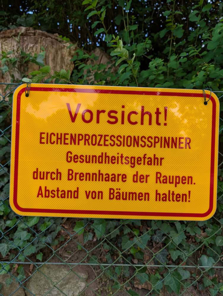 Giftköder-Eichenprozessionsspinner-Profilbild