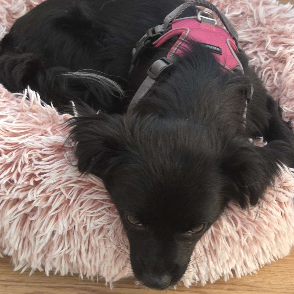 Hundetreffen-Erfahrungsaustausch mit BesitzerInnen von Tierschutzhunden sowie gemeinsame Spaziergänge-Profilbild