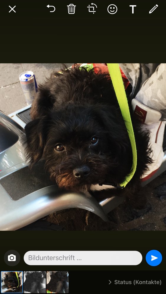 Hundetreffen-Hundetreffen in Mainz-Profilbild