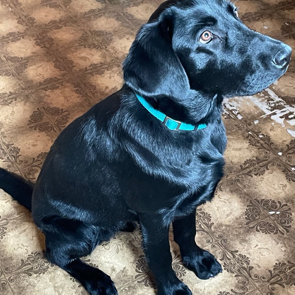 Hundetreffen-Spielen und Toben-Profilbild