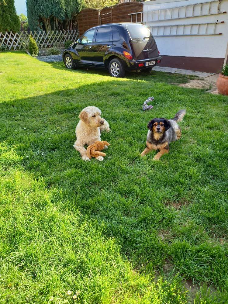 Hundetreffen-Gemeinsam e Spaziergänge-Profilbild