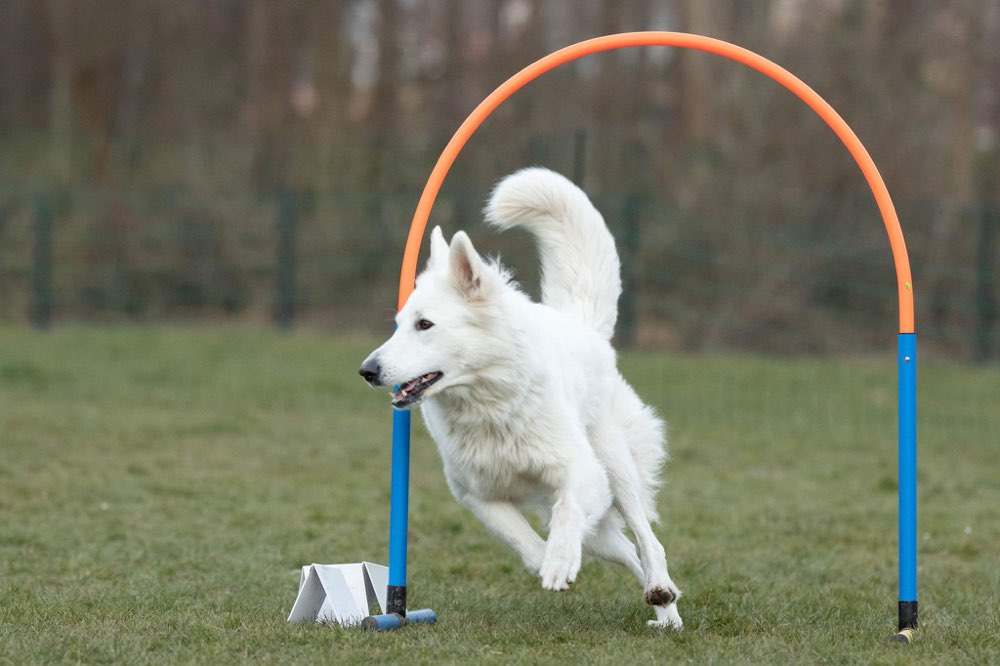 Hundetreffen-Zusammen Trainieren-Profilbild