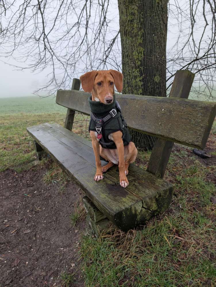 Hundetreffen-Spielen, toben, gemeinsamer Spaziergang-Profilbild