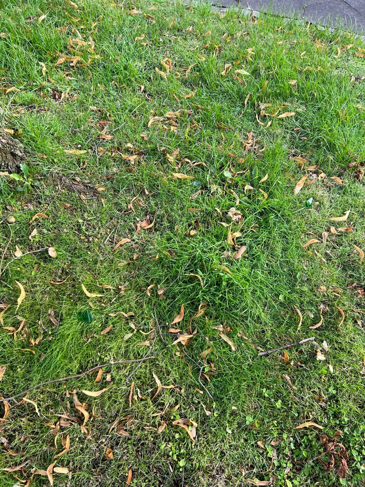 Giftköder-Glasscherben auf Grünstrich-Profilbild