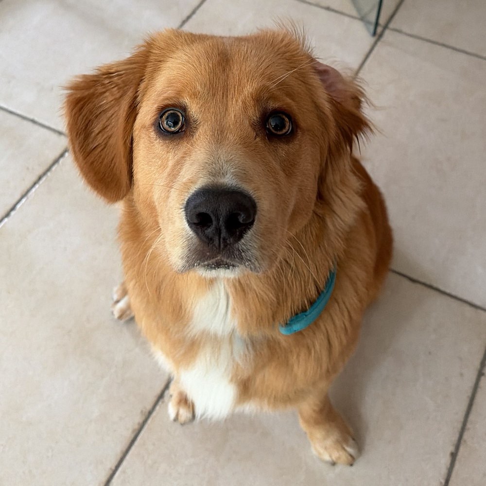 Hundetreffen-Social Walk Partner gesucht-Profilbild