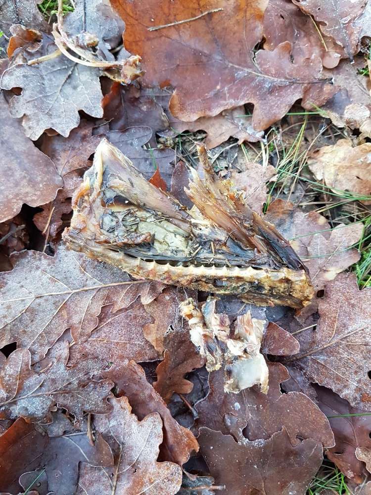 Giftköder-Knochenreste am Rantzauer Forst-Profilbild