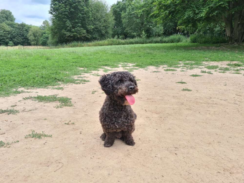 Hundetreffen-Spielen auf der Hundewiese-Profilbild