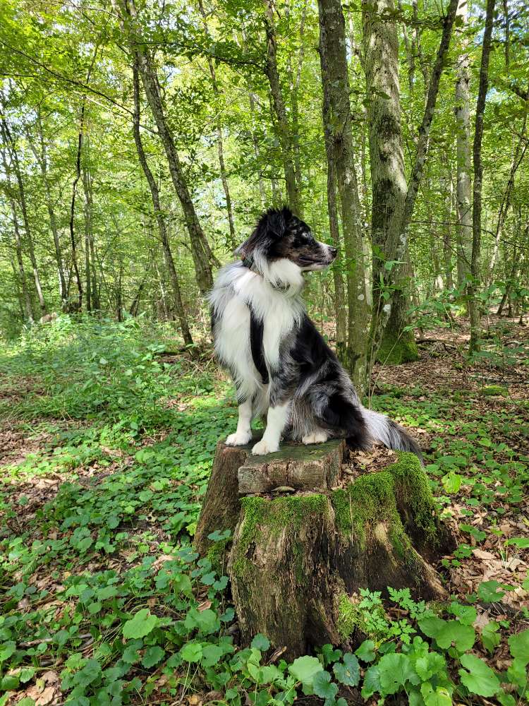 Hundetreffen-Suchen wanderbegeisterte Freunde-Profilbild