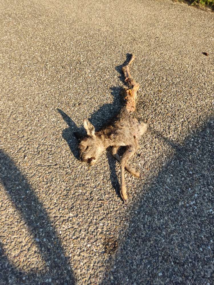 Giftköder-Totes Rehkitz-Profilbild