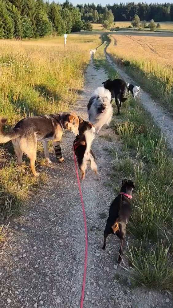 Hundetreffen-Wasserstelle gesucht-Profilbild