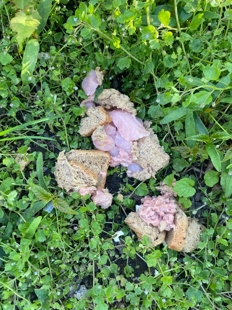 Giftköder-Rohes Hähnchen-Profilbild