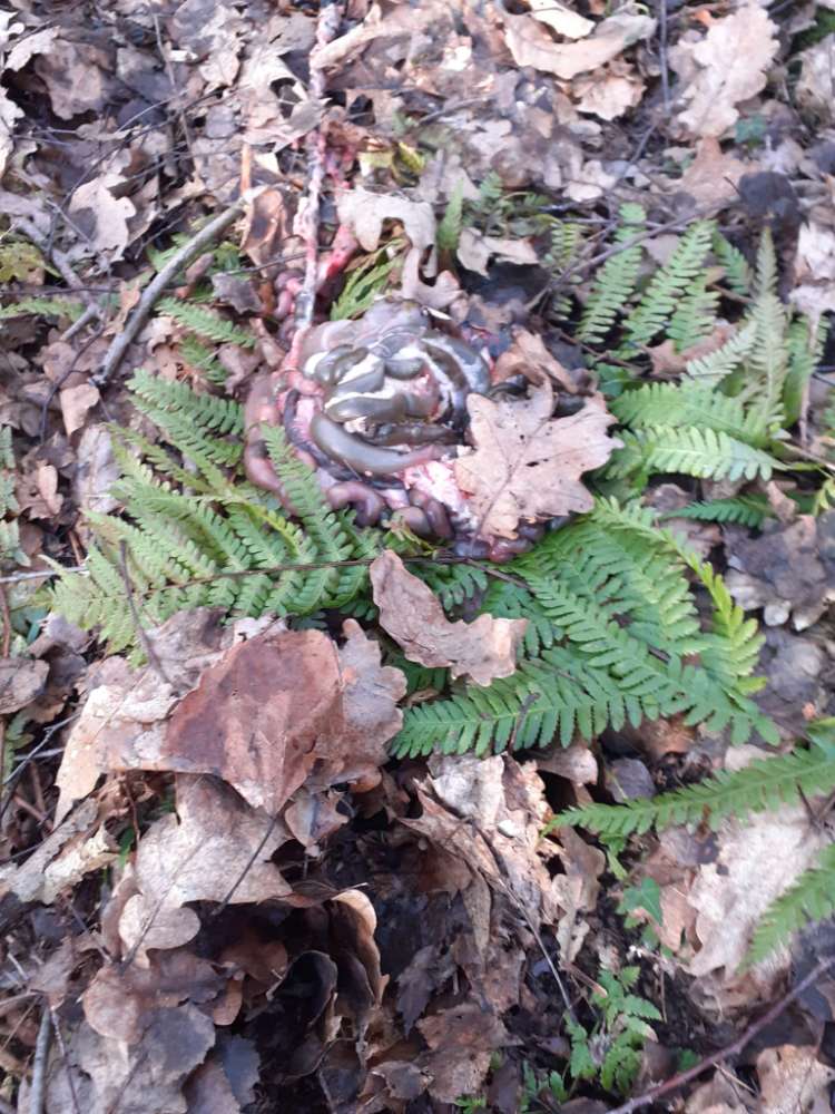 Giftköder-Kadaver eines unbekanten Tieres-Profilbild