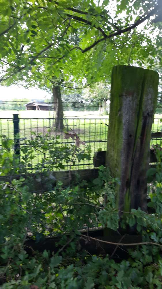 Hundetreffen-Gehgemeinschaft elastische Pfoten und Füsse-Profilbild