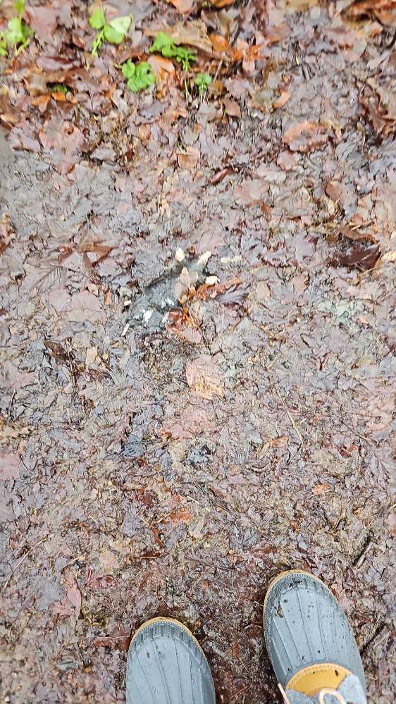 Giftköder-Totes kleines Tier-Profilbild