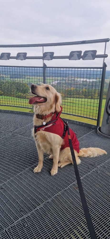 Hundetreffen-Spiel Date ☀️🐕‍🦺-Profilbild