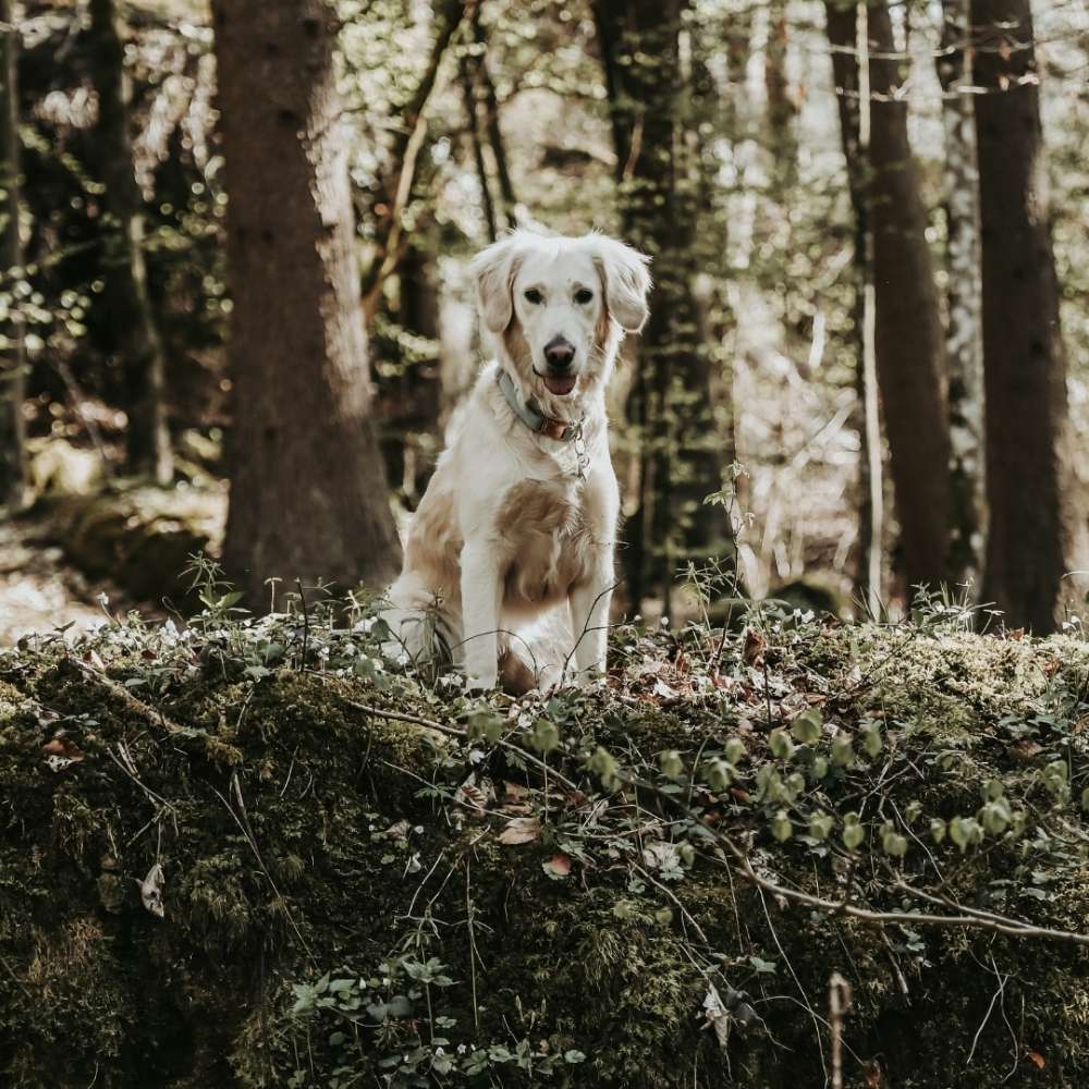 Hundetreffen-Spielkameraden gesucht!-Profilbild