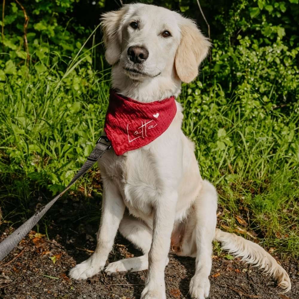 Hundetreffen-Treffen zum Spielen-Profilbild