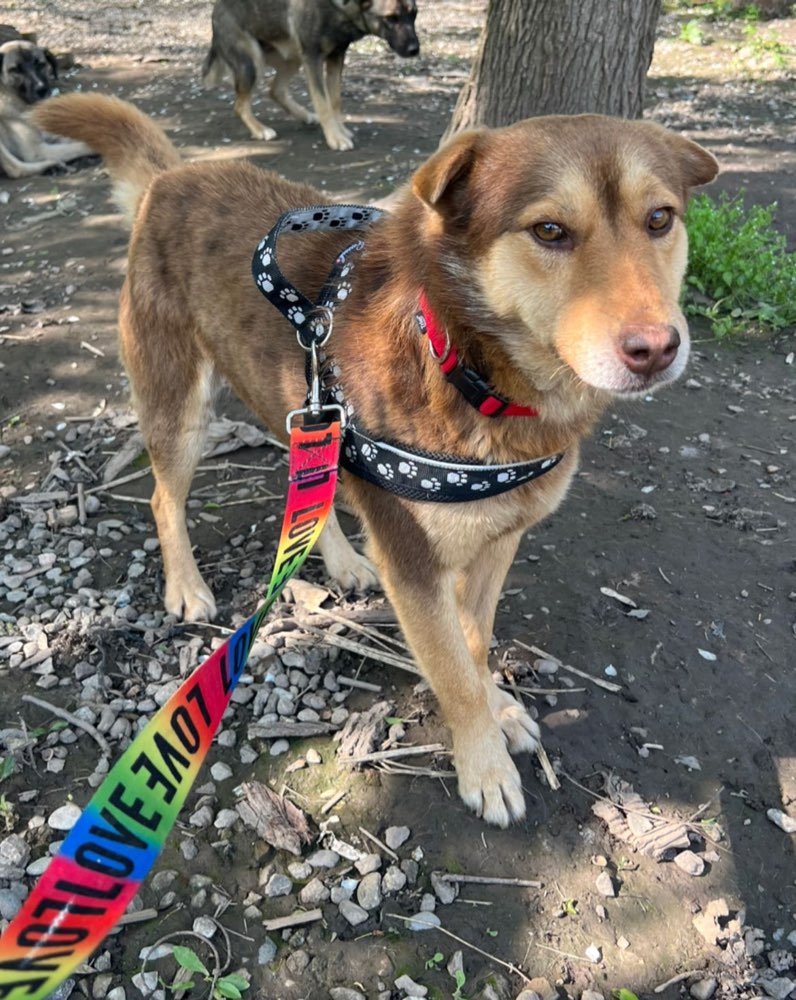 Hundetreffen-Social Walk/ Gassirunde in der Südstadt-Profilbild